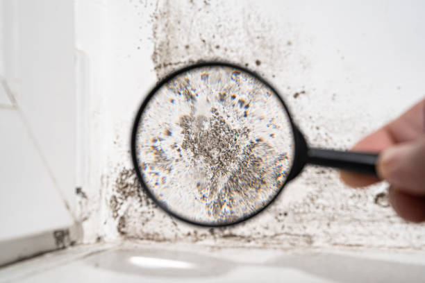 Mold Documentation for Insurance Claims in Tsaile, AZ